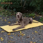 Tapis Chauffant Chien Extérieur